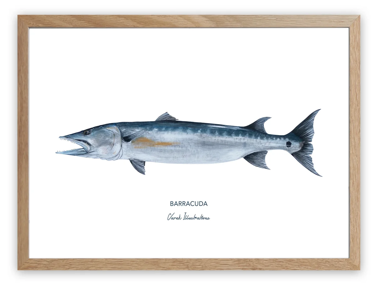 Affiche Le Barracuda – Image 5